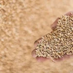 Morocco Introduces Wheat Storage Subsidies to Combat Drought Impact