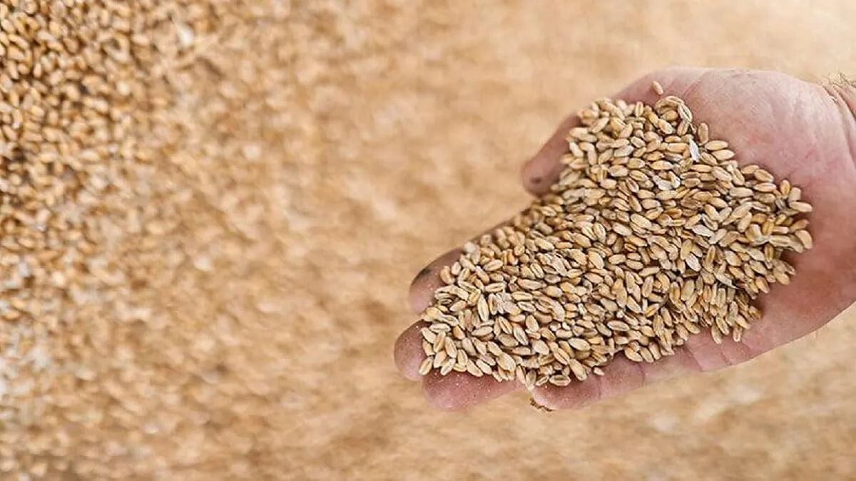 Morocco Introduces Wheat Storage Subsidies to Combat Drought Impact