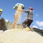 Kenya's Maize Production Surges Amid Above-Average Rainfall
