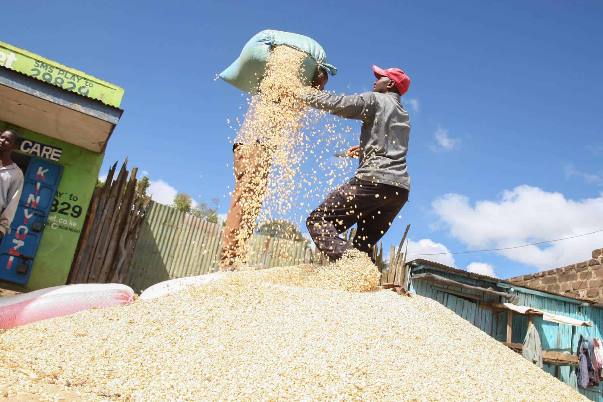 Kenya's Maize Production Surges Amid Above-Average Rainfall