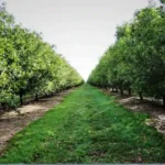 Macadamia Nut Farming Boosts Kenya’s Position as Top Exporter, AGRA Report