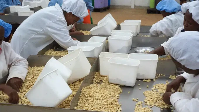 Privamnuts Secures Sh387 Million Funding for Expansion and Sustainability Initiatives