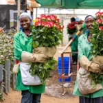Kenya’s Cut Flower Exports Drop by 21.2% to KSh 5.2 Billion: KNBS Report