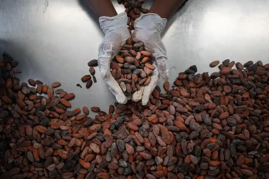 Cocoa Firms Invest Millions in Ghana to Prevent Further Losses