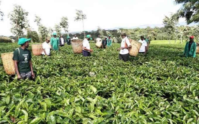 KTDA Focuses on Tea Quality as Weekly Auction Generates Sh1.6 Billion