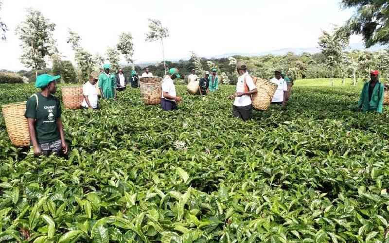 KTDA Focuses on Tea Quality as Weekly Auction Generates Sh1.6 Billion