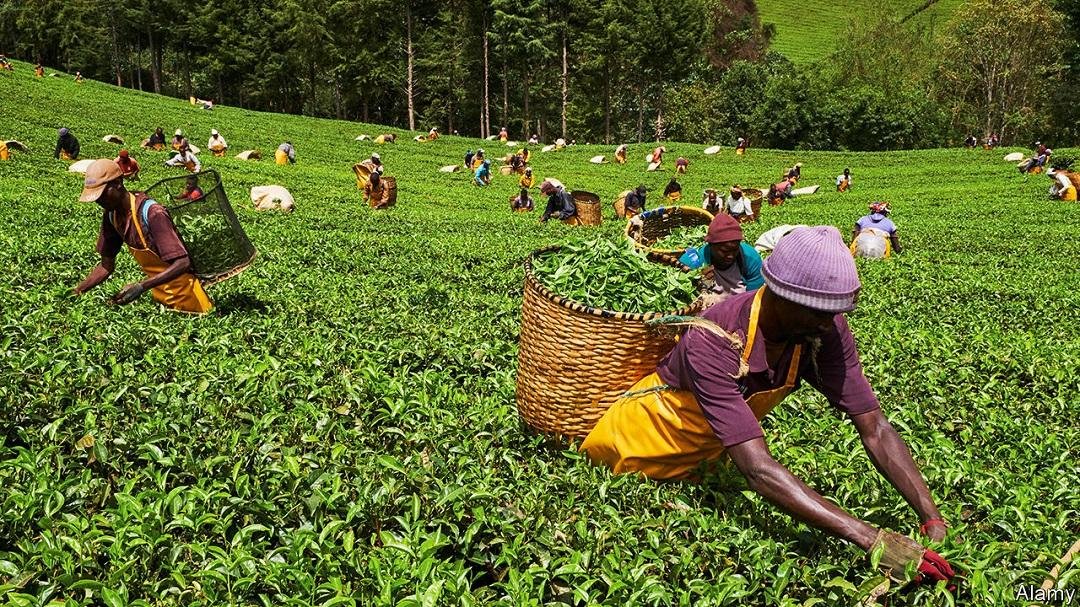 Kenya Reports Surge in Tea Export Volumes and Earnings in 2024