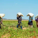 BII, Swedfund and Norfund Invest $85 Million in AgDevCo to Support Agribusinesses in Africa