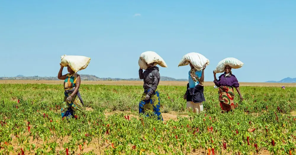 BII, Swedfund and Norfund Invest $85 Million in AgDevCo to Support Agribusinesses in Africa