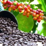 Tea, Coffee Exports Record Decline in Latest KNBS Report: Implications for Kenya’s Economy