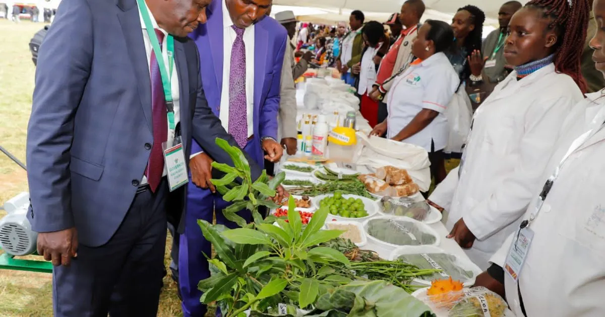 Cereal Farmers to Benefit from Sh9.7bn Climate Funding: A Bold Step to Slash Post-Harvest Losses and Bolster Food Security in Africa