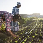 Agricultural Value Chains Drive East Africa’s Economic Growth: Empowering MSMEs, Women, and Youth through Digital Transformation