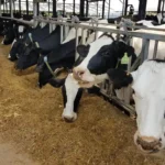 Kenya Eyes $69.5 Million of Dairy Product Exports in 2025