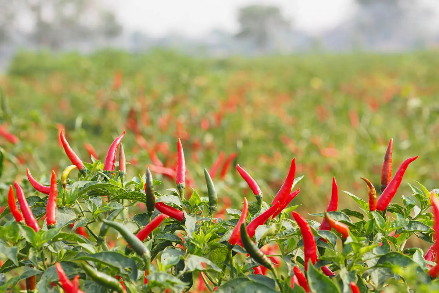 Sh250 Million Chilli Plant Set To Ignite Economic Boom for Coast Farmers in Kenya