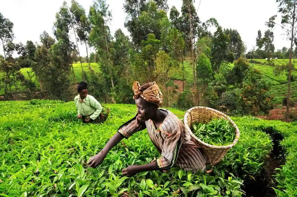 Kapchorua Tea Kenya Plc hits all-time high of KSh 332 on NSE