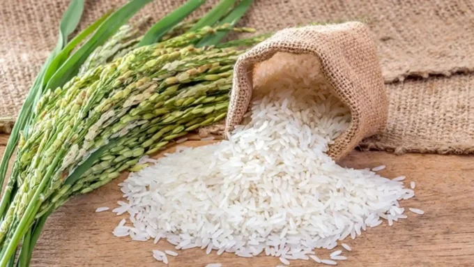Kenya partners with Korea to boost rice production, enhance food security, and cut imports through tech-driven, sustainable farming innovations