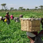 Nigeria Secures Historic $1 Billion Agricultural Transformation Fund to Revolutionize Smallholder Farming and Food Security
