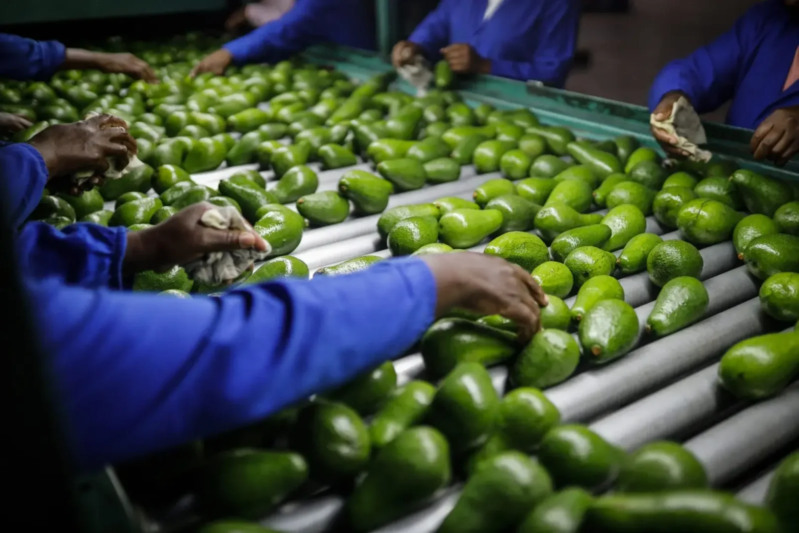 Nigeria Partners Kenya to Tap $23.29 Billion Global Avocado Market: Strategic Alliance Aims to Transform "Green Gold" Industry