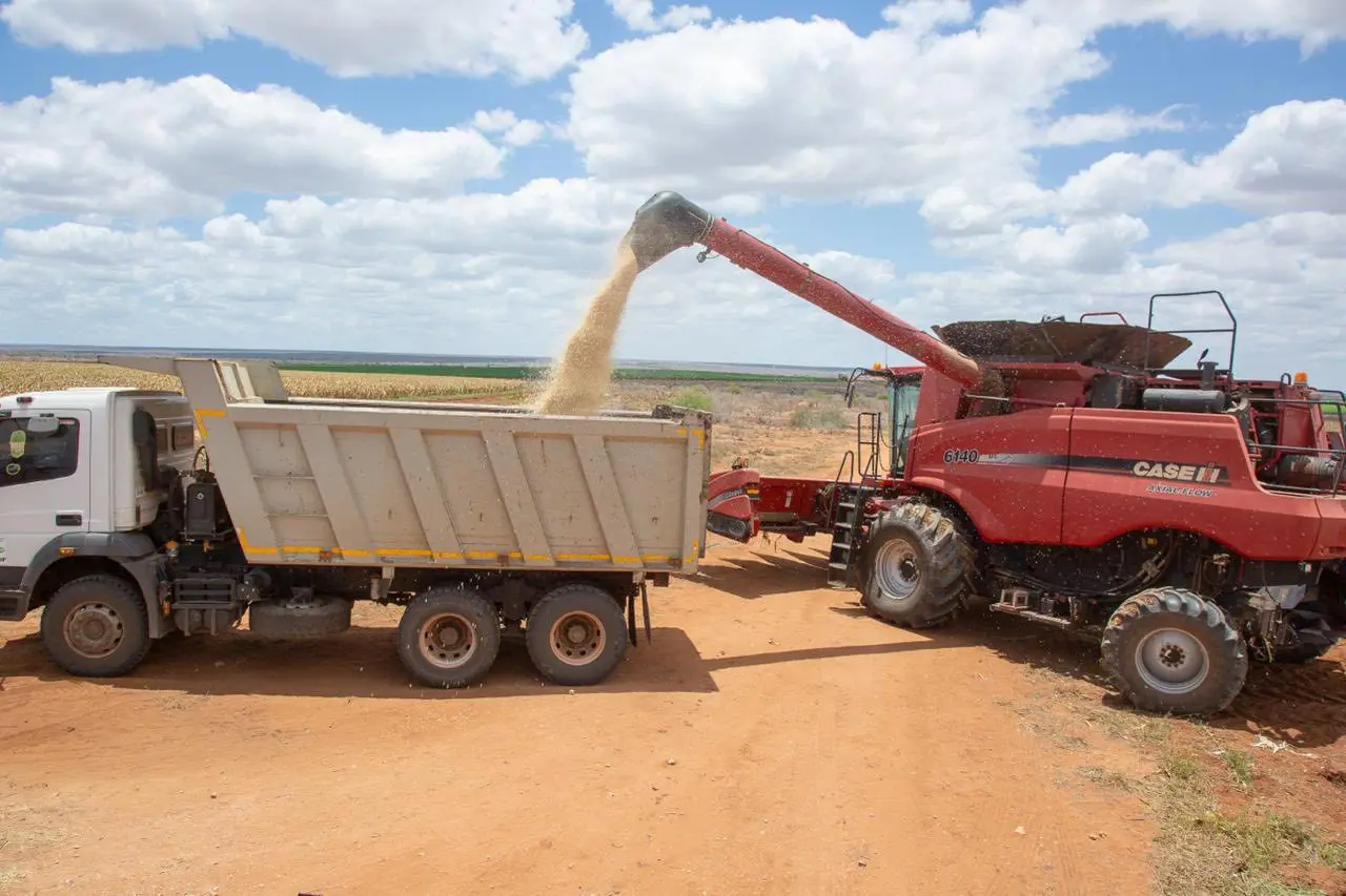 Kenya's Galana Kulalu Project Delivers First Maize Harvest, Marking Turning Point in National Food Security Strategy