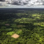 Congo Basin Forests Hold $23 Trillion Potential as World Bank Urges Strategic Investment