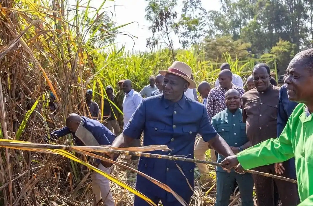 Kenya exits the COMESA sugar safeguard after 24 years