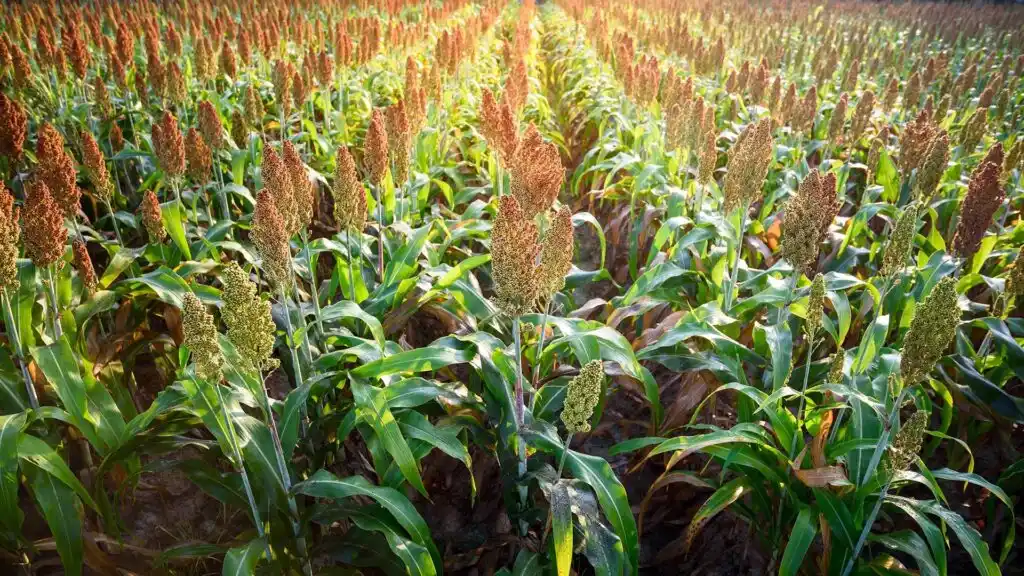 Staple Crops Face Production