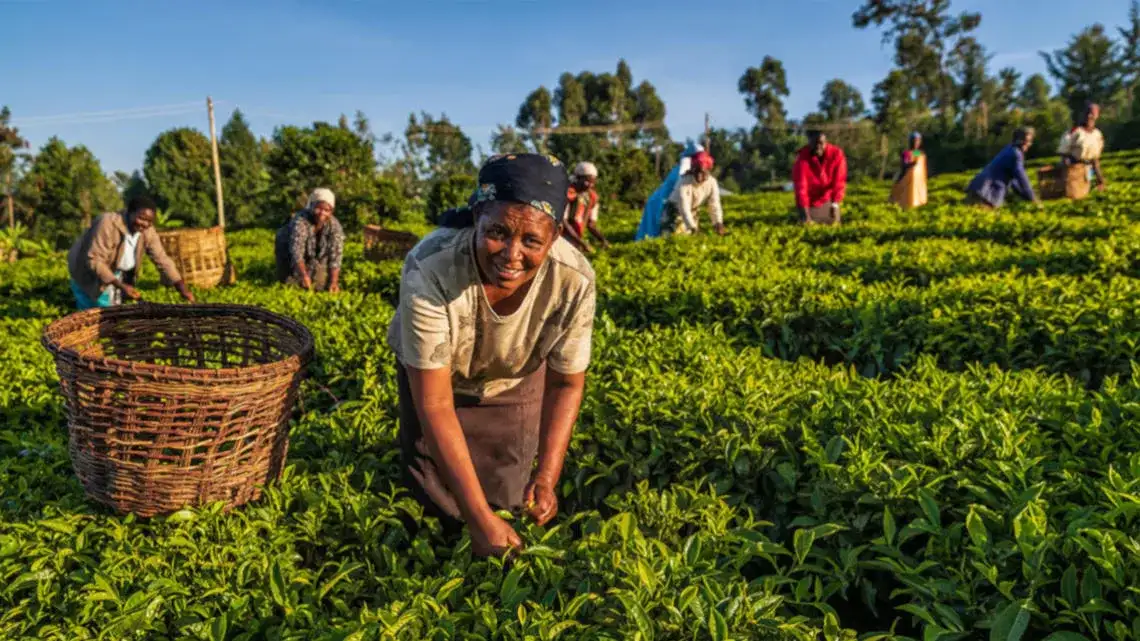 agricultural sector's