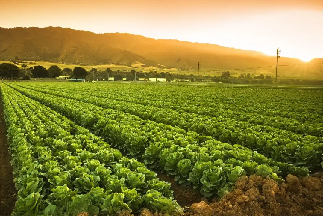 Agricultural Sector Performance and Challenges