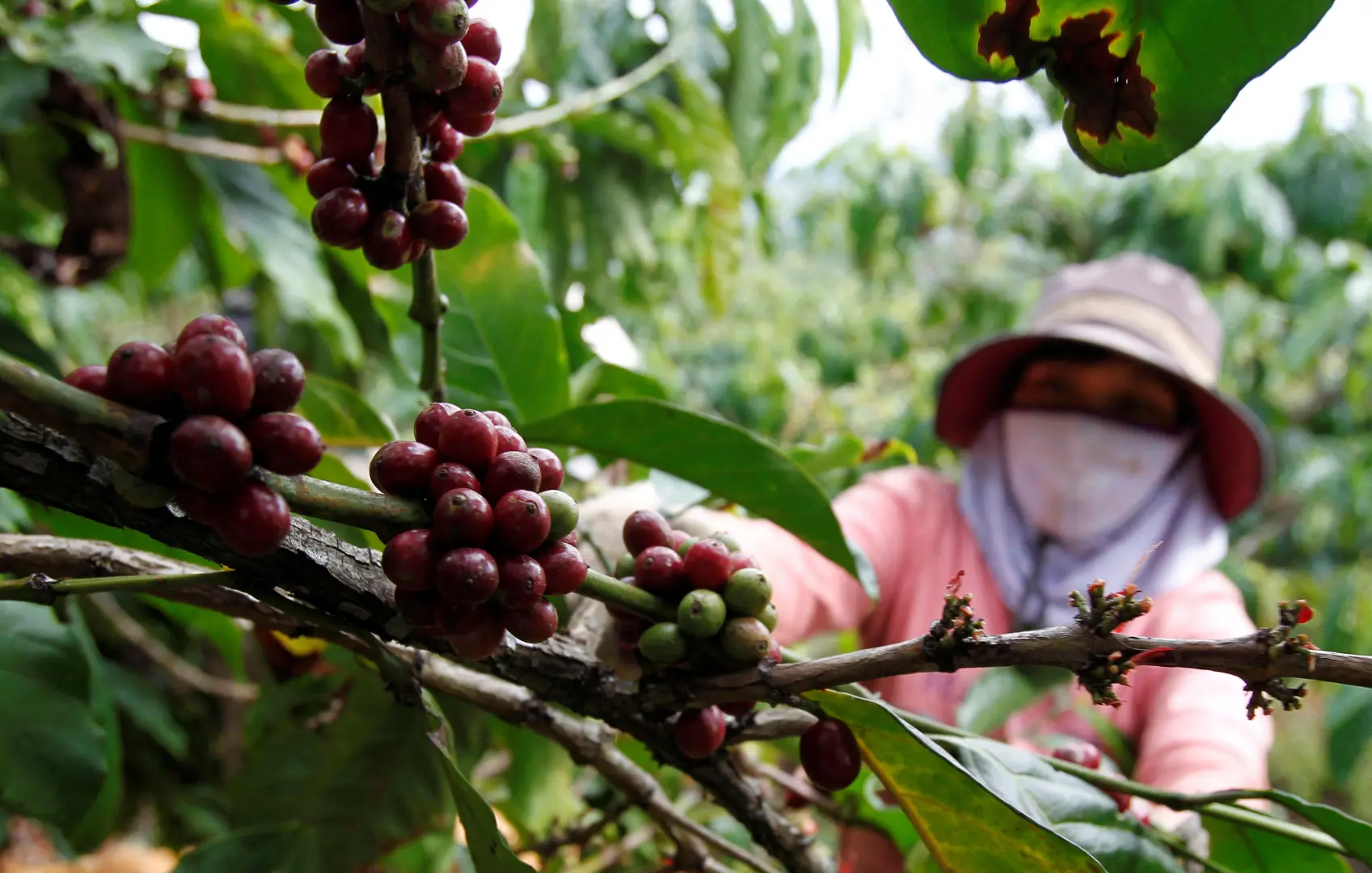 Vietnam Secures $102.5 Million Climate Investment to Transform Coffee Farming and Protect Vital Forest Ecosystems