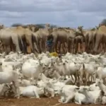 Somalia Delivers $3.88 Million in Drought Insurance Payouts to Pastoralists Through Climate Risk Insurance Program