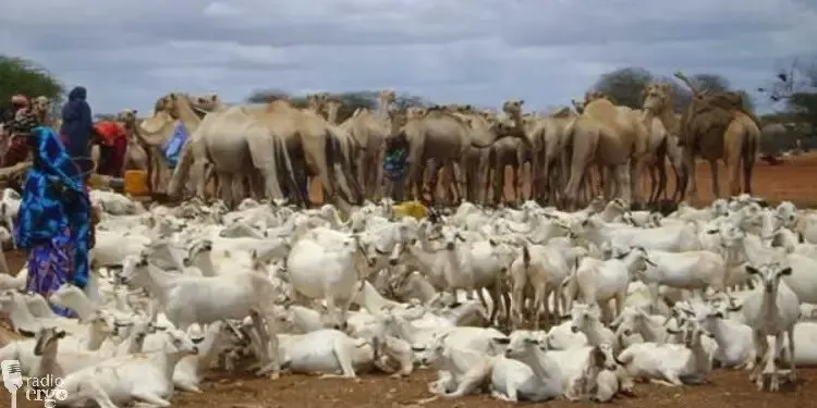 Somalia Delivers $3.88 Million in Drought Insurance Payouts to Pastoralists Through Climate Risk Insurance Program