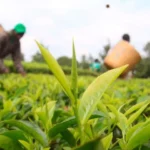 Kenya GDP growth slows to 4.6% due to declines in agriculture and manufacturing sectors