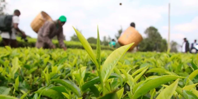 Kenya GDP growth slows to 4.6% due to declines in agriculture and manufacturing sectors