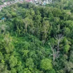 Indonesia opens forestry carbon market to international investors to expand climate finance opportunities