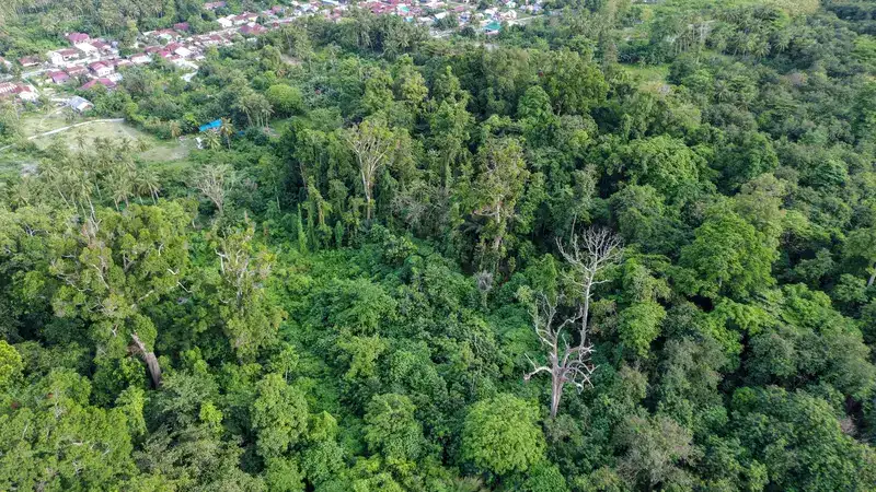 Indonesia opens forestry carbon market to international investors to expand climate finance opportunities