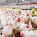 South Africa’s poultry sector expands under a R2.1 billion masterplan aimed at boosting production, jobs, and food security
