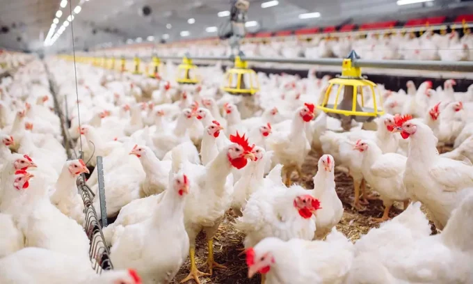 South Africa’s poultry sector expands under a R2.1 billion masterplan aimed at boosting production, jobs, and food security