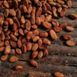 Ghana’s cocoa crop faces growing threats from heavy rainfall and crop disease, raising concerns over production levels, global cocoa supply, and export earnings