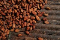 Ghana’s cocoa crop faces growing threats from heavy rainfall and crop disease, raising concerns over production levels, global cocoa supply, and export earnings