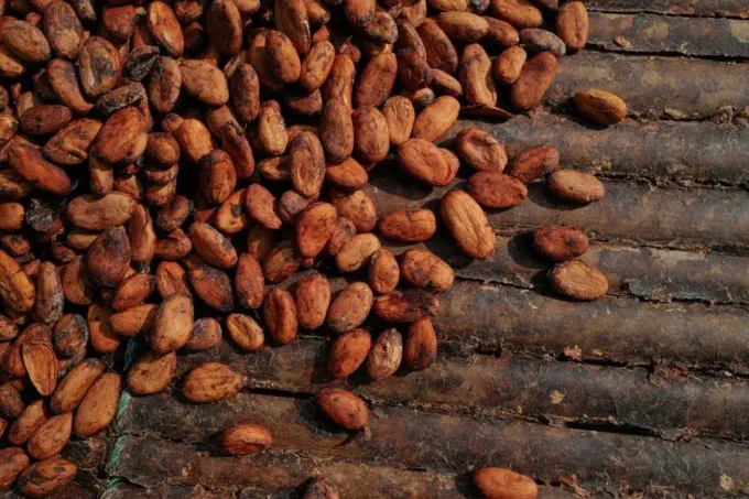 Ghana’s cocoa crop faces growing threats from heavy rainfall and crop disease, raising concerns over production levels, global cocoa supply, and export earnings