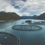 Grieg Seafood raises 750 million Norwegian kroner through a green hybrid bond to support sustainable aquaculture investments