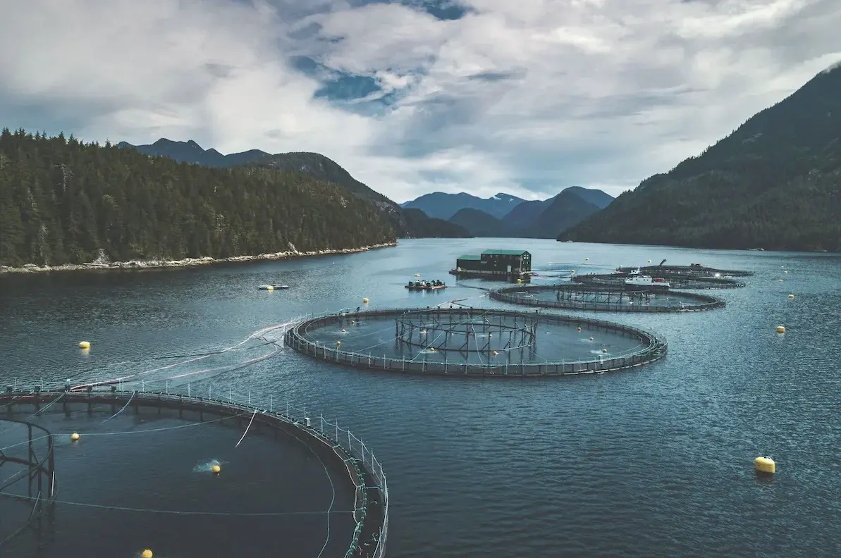 Grieg Seafood raises 750 million Norwegian kroner through a green hybrid bond to support sustainable aquaculture investments