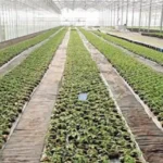 Rwanda launches greenhouse crop insurance scheme to protect farmers against agricultural losses