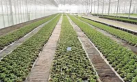 Rwanda launches greenhouse crop insurance scheme to protect farmers against agricultural losses