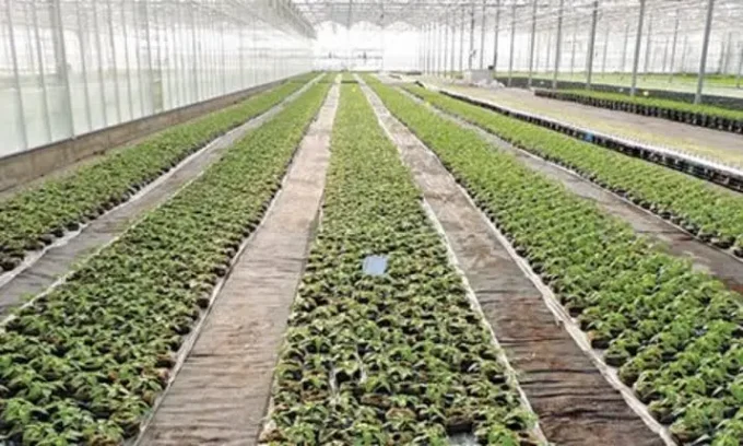 Rwanda launches greenhouse crop insurance scheme to protect farmers against agricultural losses