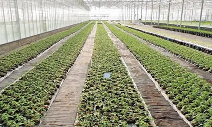 Rwanda launches greenhouse crop insurance scheme to protect farmers against agricultural losses