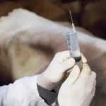 South Africa intensifying foot-and-mouth disease vaccination campaign to protect livestock health, stabilize cattle production, and secure agricultural supply chains.