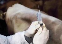 South Africa intensifying foot-and-mouth disease vaccination campaign to protect livestock health, stabilize cattle production, and secure agricultural supply chains.