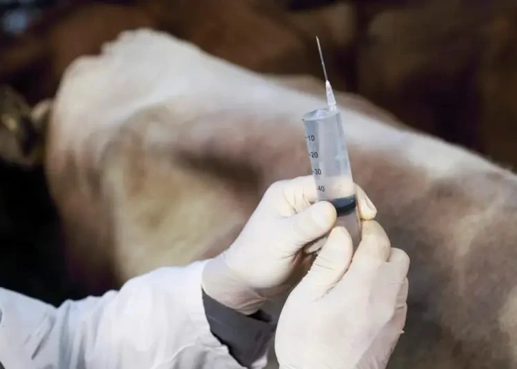 South Africa intensifying foot-and-mouth disease vaccination campaign to protect livestock health, stabilize cattle production, and secure agricultural supply chains.