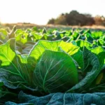 Standard Bank mobilizes 3.45 billion rand to support climate-smart agriculture and strengthen resilience across the farming sector